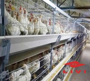 400000 Poultry Farm Design For Layer Chicken – livi battery poultry ...